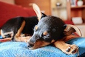 WVC 2017: Dealing with Chronic Ear Infections in Dogs