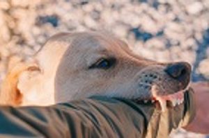 Preventing Dog Bites in Households with Young Children