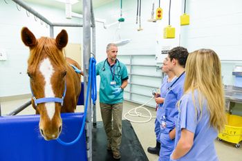 uc-davis-pusterla-research-equine-coronavirus_450.jpg