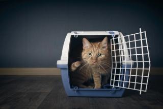 Tips and tricks for getting anxious cats to the vet