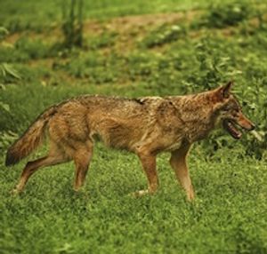 Conservation Organizations Receive $104,000 from Oakland Zoo