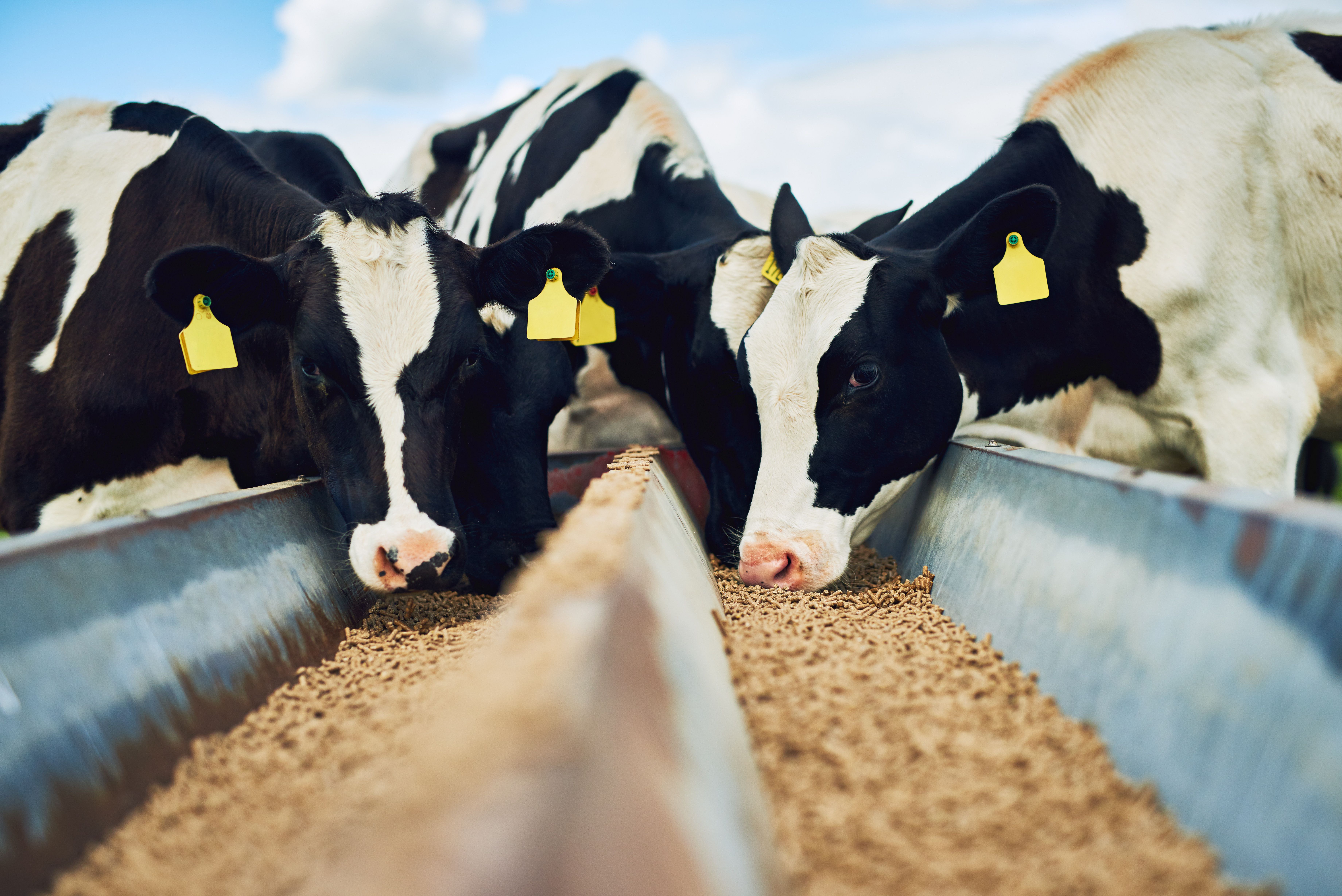 ADM Animal Nutrition includes additional lots of farm animal feed products in new recall expansion ADM Animal Nutrition includes additional lots of farm animal feed products in new recall expansion