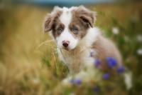 Border Collie Puppy