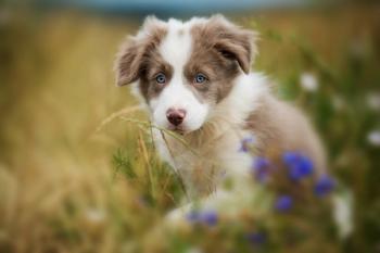 Border Collie Puppy