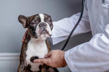 canine cardiology