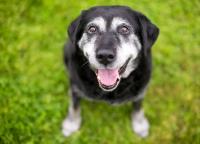 What is canine cognitive dysfunction syndrome?