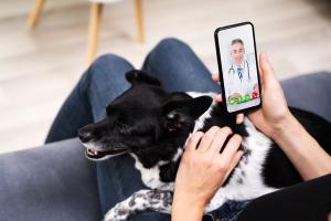 veterinary telehealth