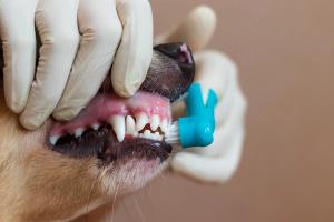 Providing oral health services and public information