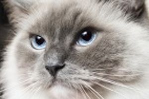 Helsinki Health Survey of Finnish Cats Provides Foundation for Future Genetic Research