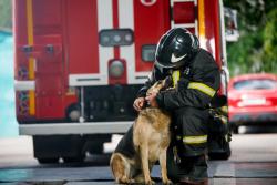 Dogs and staff at Seattle dog resort safely escape fire