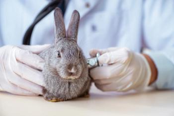 Pet rabbit
