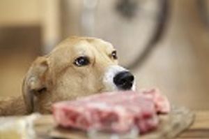 Raw Food Diets: High Risk and Little Reward