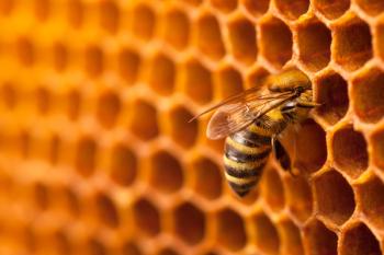 Honeybee