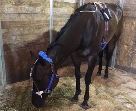 oxygen for horses