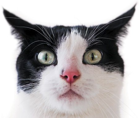 veterinary_cat_scared_114849344_white_450.jpg
