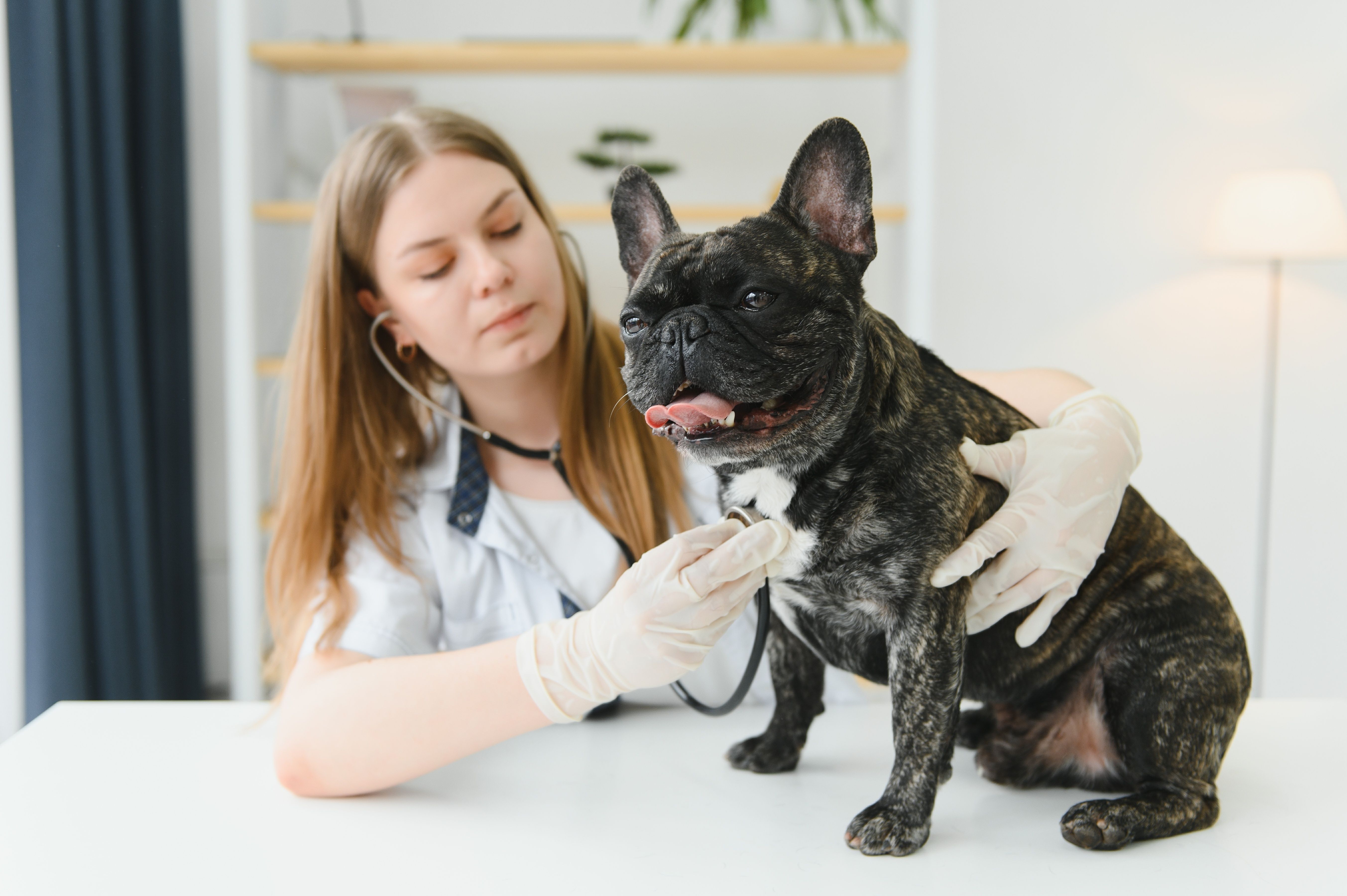 Hanover College helps alleviate veterinary shortage by offering a DVM ...