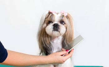 groomer-dentist-450.jpg
