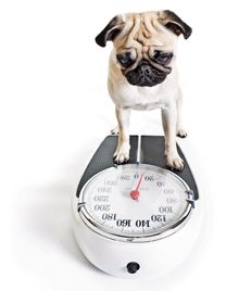 veterinary_dog_scale_220-1.jpg