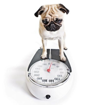 veterinary_dog_scale_220-1.jpg