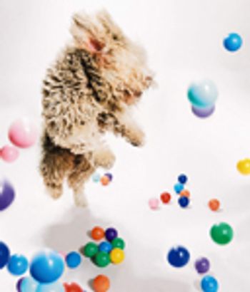 veterinary_snyder_1110-693008-1384222249004.jpg