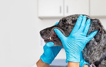 veterinary-dog-teeth-dentistry-AdobeStock_225549073-450.jpg
