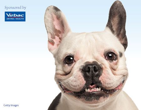 Virbac-dog-photo-sponsor-450-350-845149-1404209654865.jpg