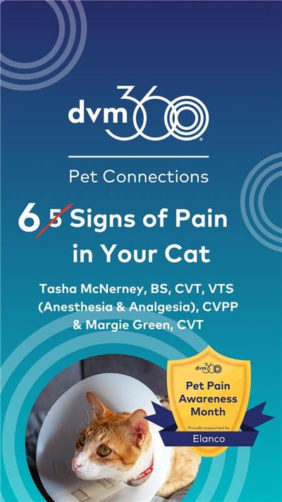 Six signs of Pain in Your Cat