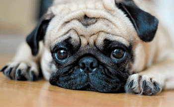 brachycephalic-pug-450.gif