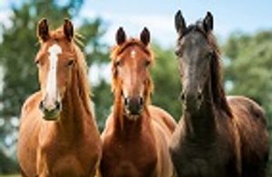 Equine Hepacivirus Research Could Guide Development of Hepatitis C Vaccine
