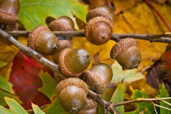 veterinary-composition-of-acorns-from-oak-shutterstock-293953400-body.jpg
