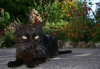 veterinary_Bob_cat_stem_cell_UCDavis_450.jpg