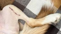 TPLO surgery