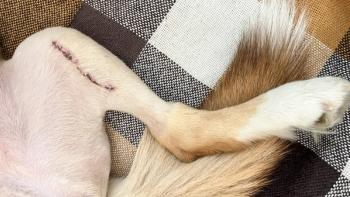 TPLO surgery