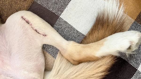 TPLO surgery