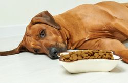 Midwestern Pet Foods issues voluntary recall due to potential Salmonella contamination