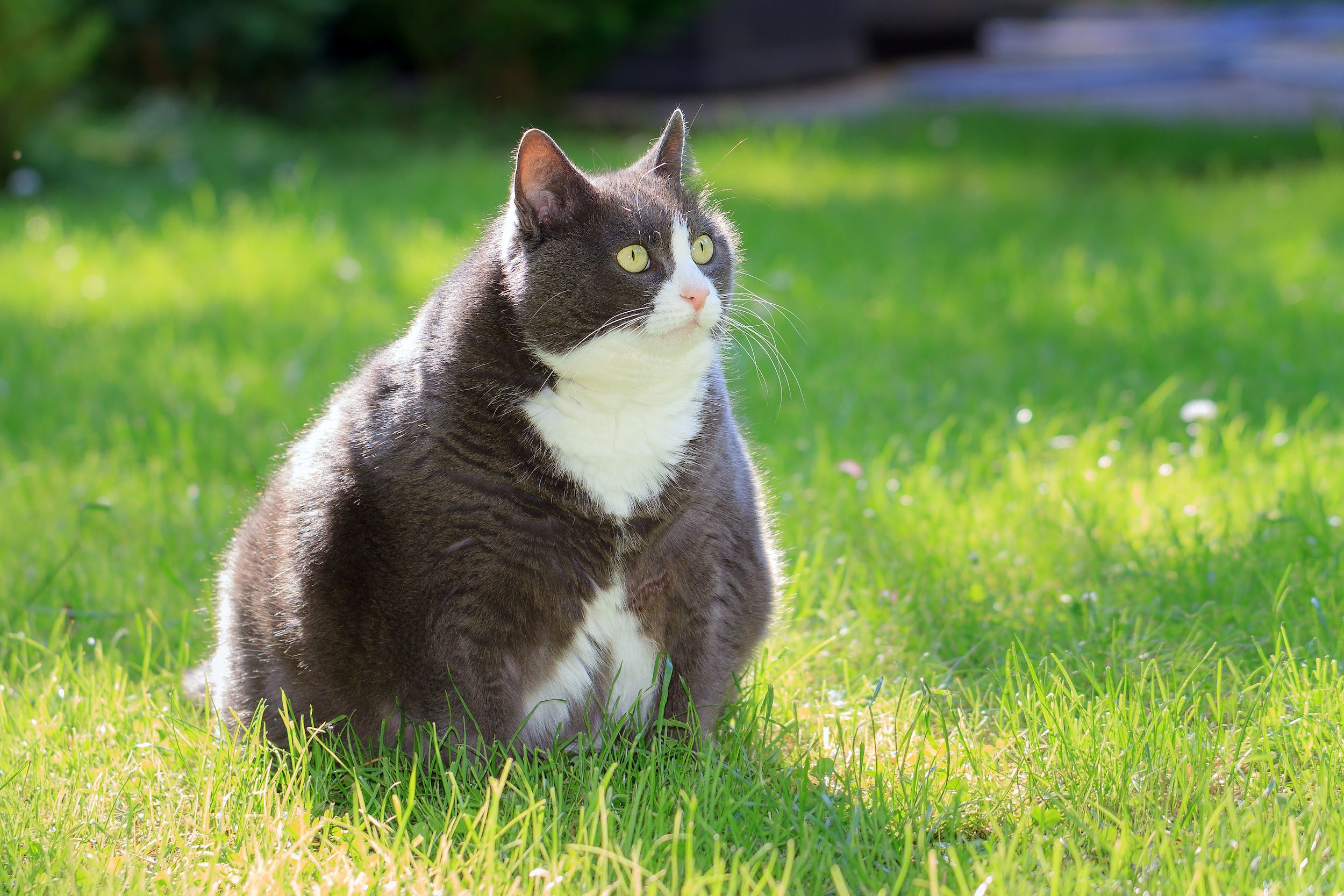 Exercise is key to weight management in cats - DVM 360
