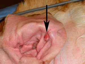 veterinary_Pavletic_fig1_450-763845-1384165527993.jpg