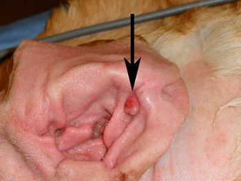 veterinary_Pavletic_fig1_450-763845-1384165527993.jpg