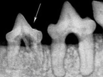 Beckman_veterinary_Beckmanfigure3-750879-1384171301877.jpg
