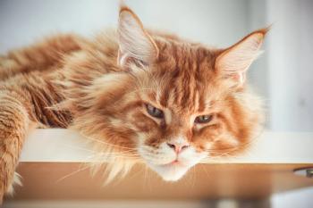 Photo: Stepan Popov/Adobe Stock