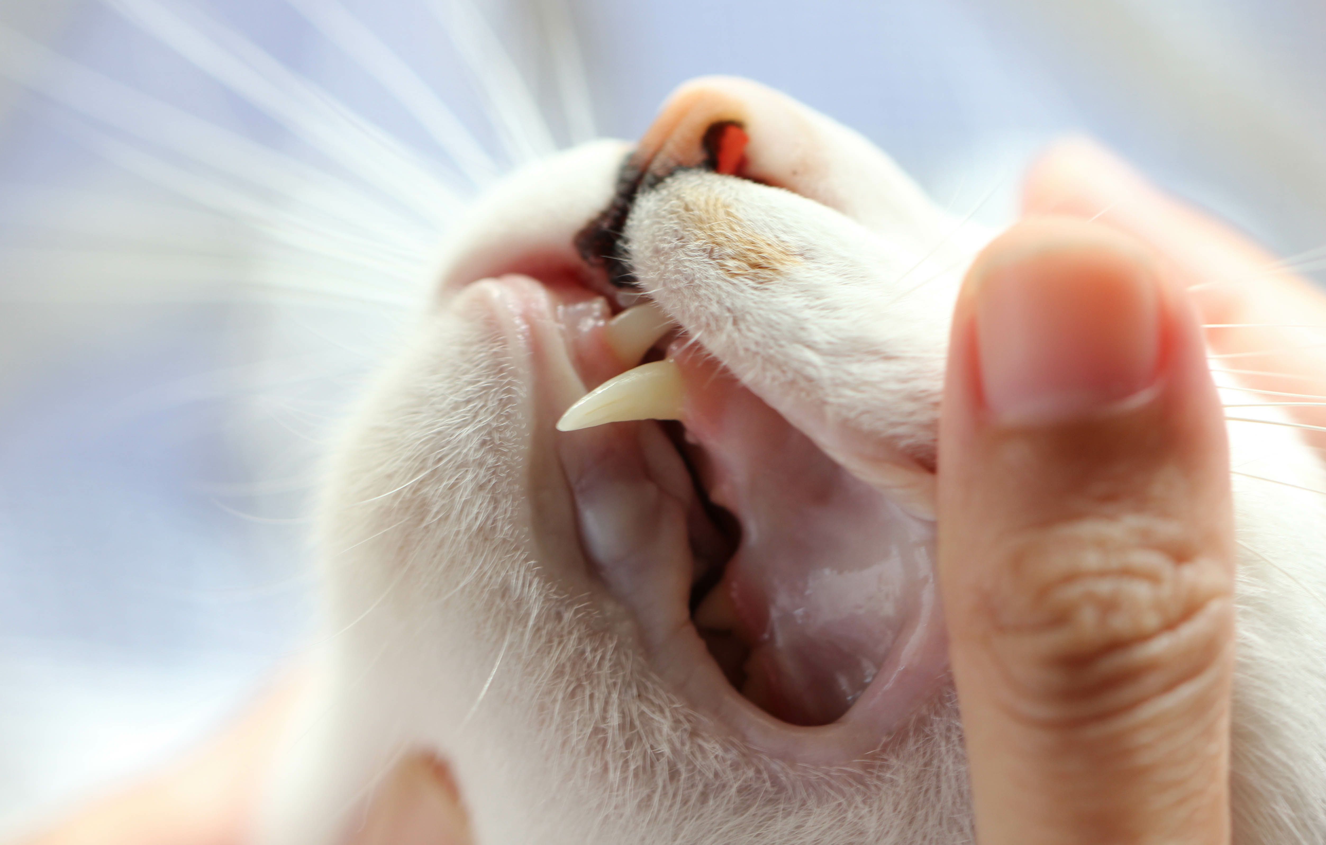Почему у котов воняет рот