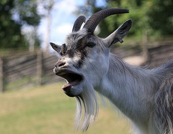 veterinary-nagging-goat-main.jpg