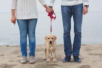 veterinary-couple-dog-AdobeStock_108421575_450.jpg