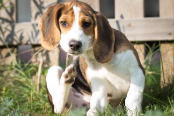 dog scratching itself