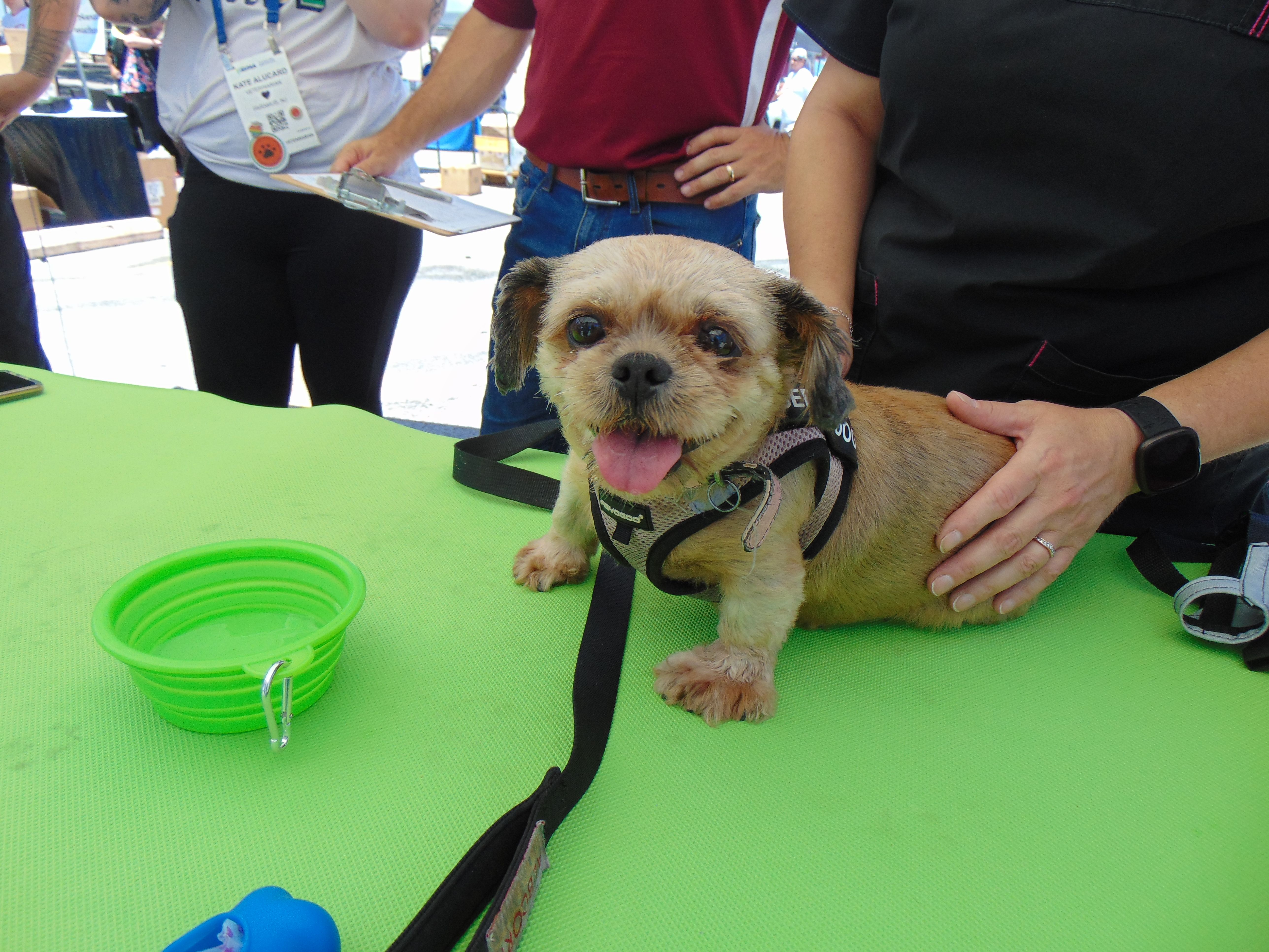 Veterinary Clinic at AVMA 2024