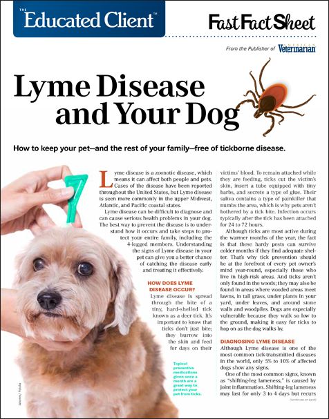 what disease can kill dogs