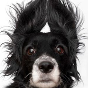 Strategies to Manage Stress in the Veterinary Practice