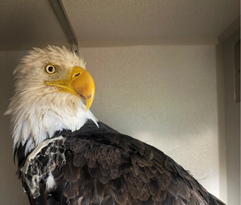 Avian flu was primary cause of death for Big Bear bald eagle Jackie, necropsy findings show