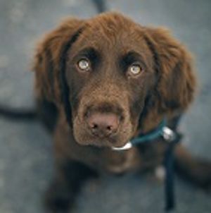 ACVC 2016: How Do Animals See the World?