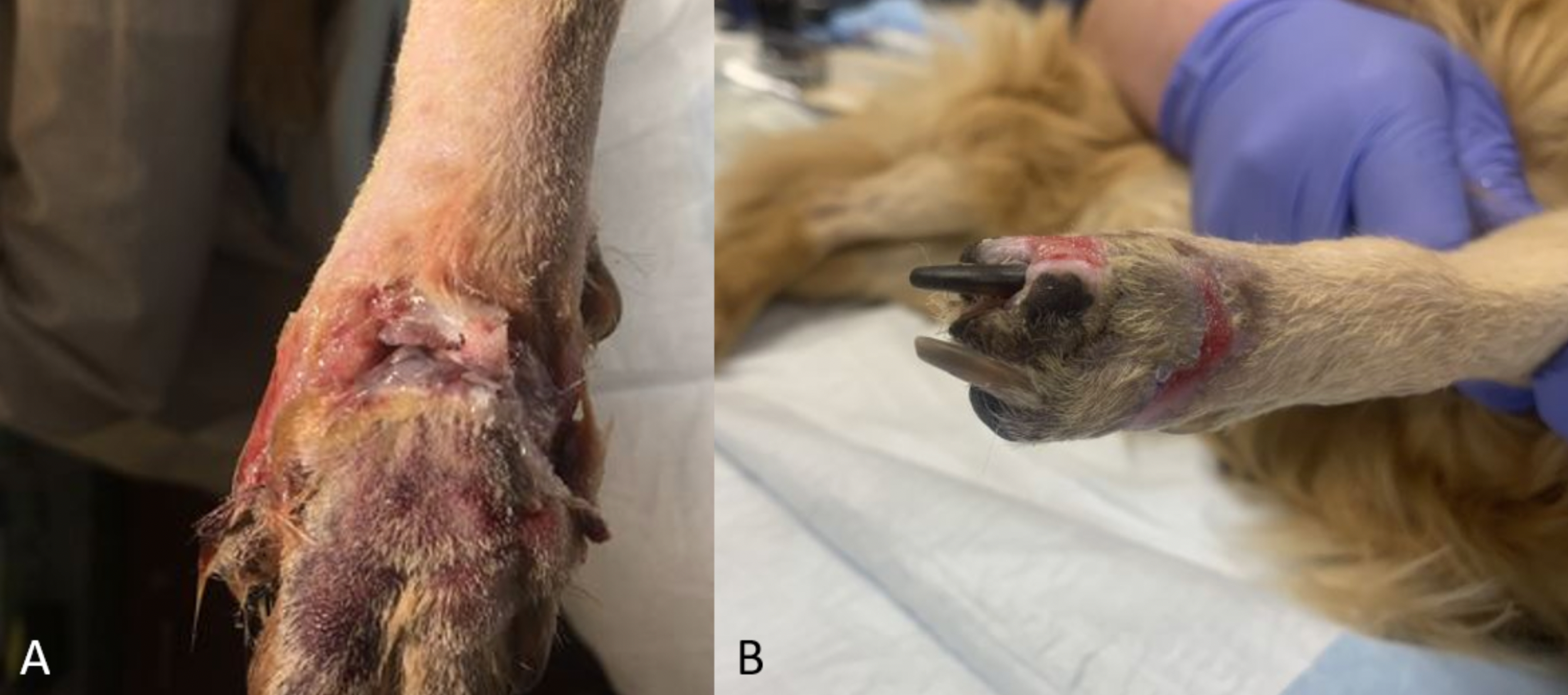 what does dog foot amputation mean